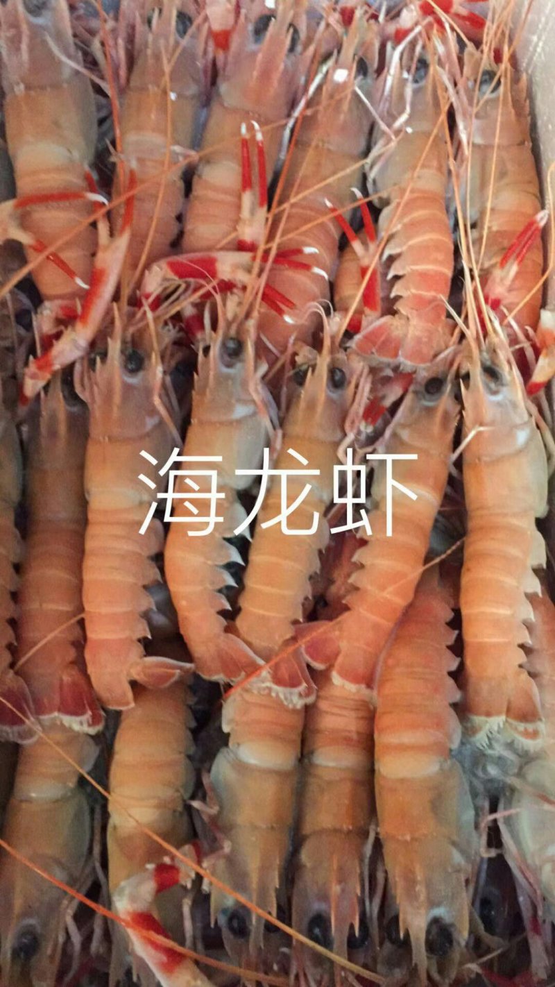 虾