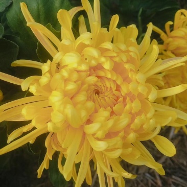 菊花茶