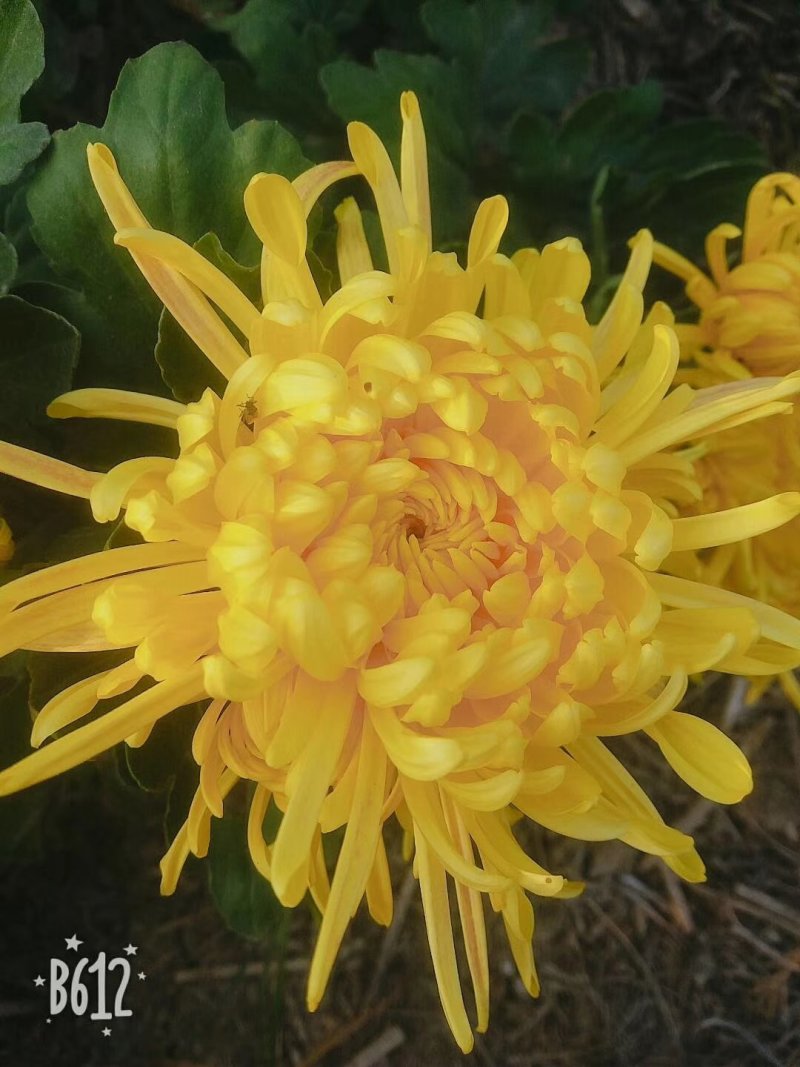 菊花茶