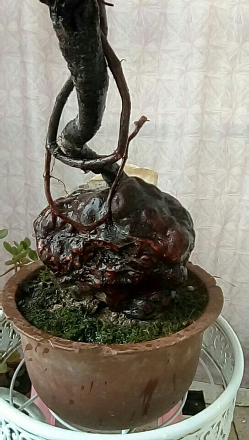 花卉盆栽野生何首乌盆栽