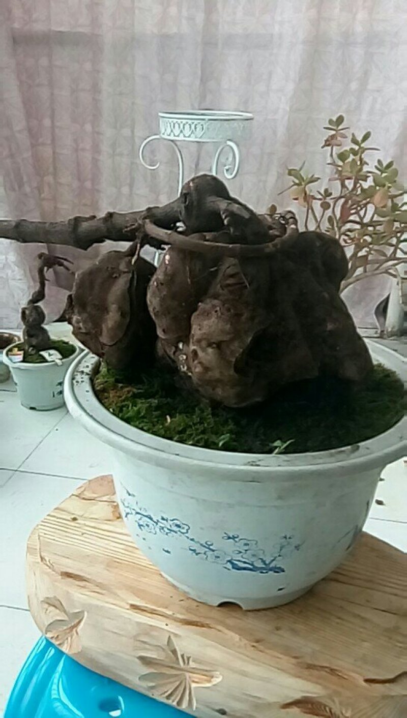 花卉盆栽野生何首乌盆栽