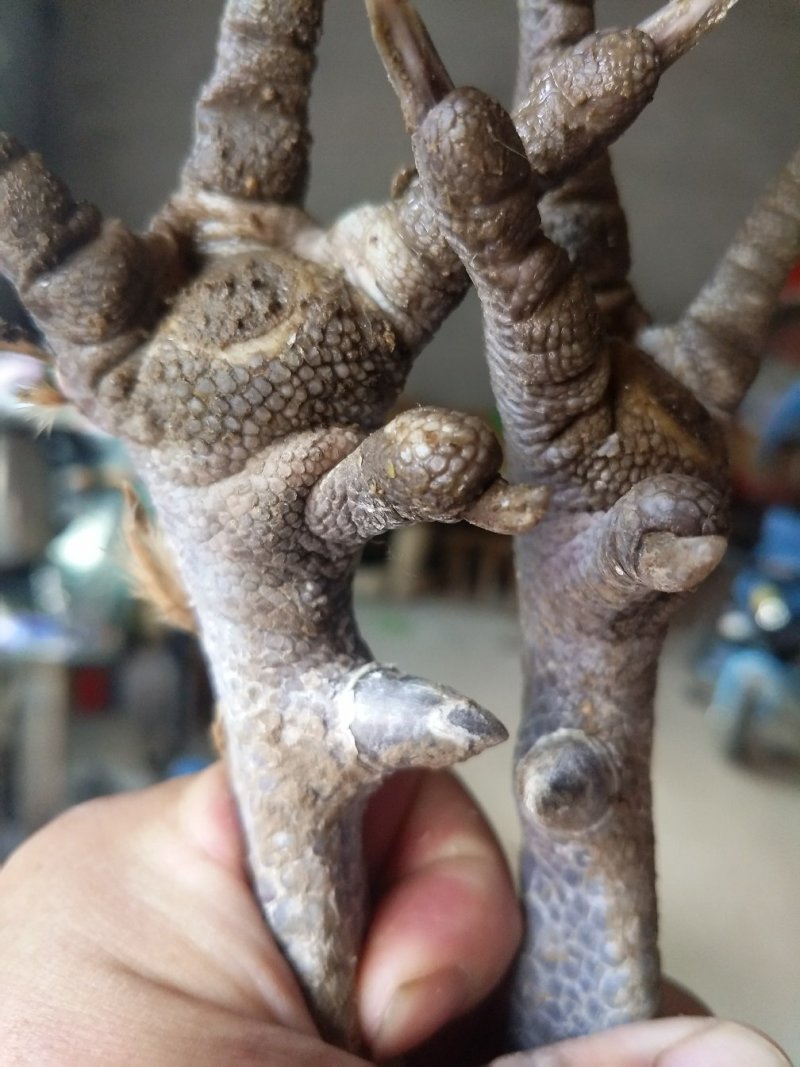 鸡