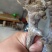 鸡