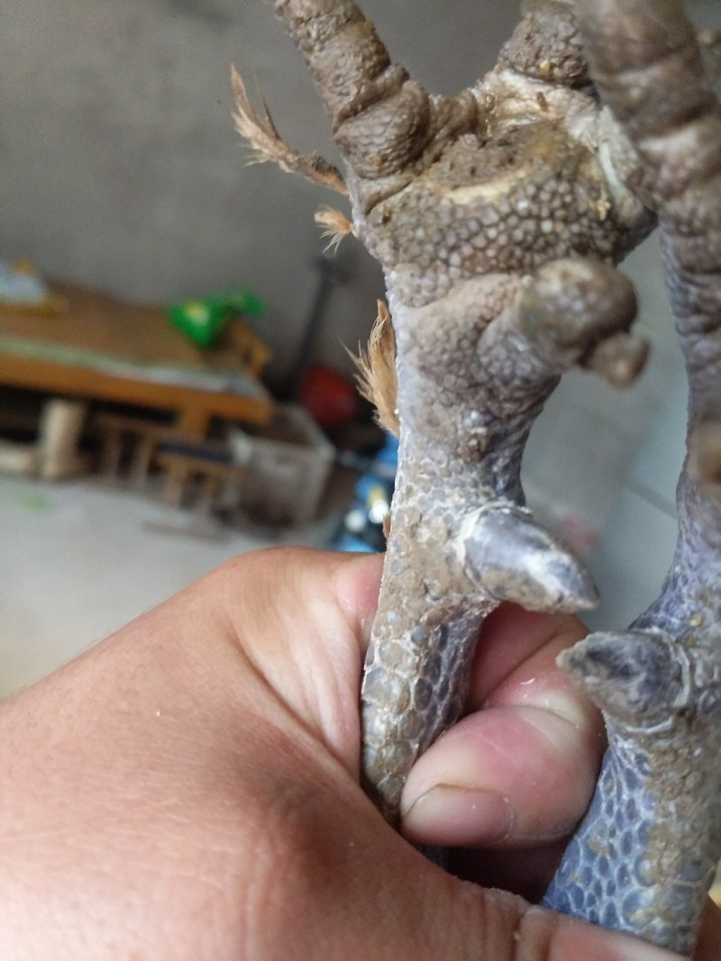 鸡