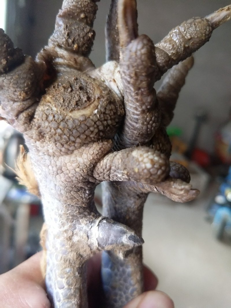 鸡