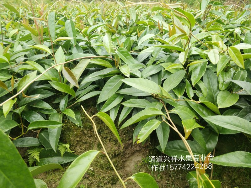 原产地批发各种优质黑老虎苗