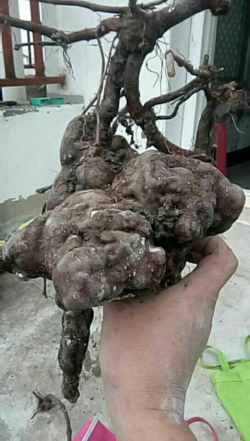 纯野生何首乌盆栽毛盆