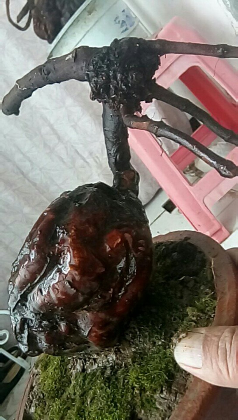 纯野生何首乌盆栽毛盆