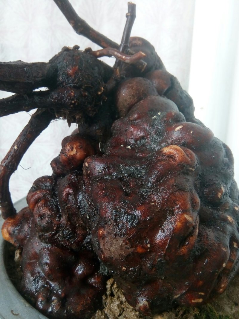 纯野生何首乌盆栽毛盆