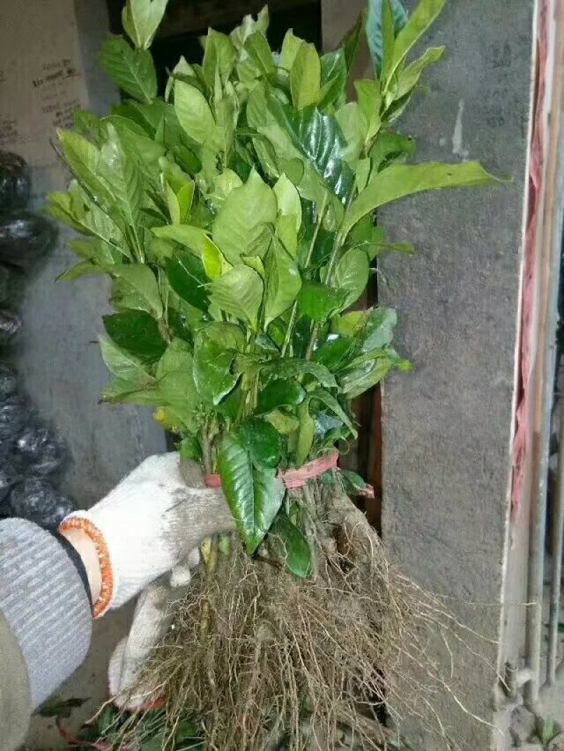 红叶石楠25---35