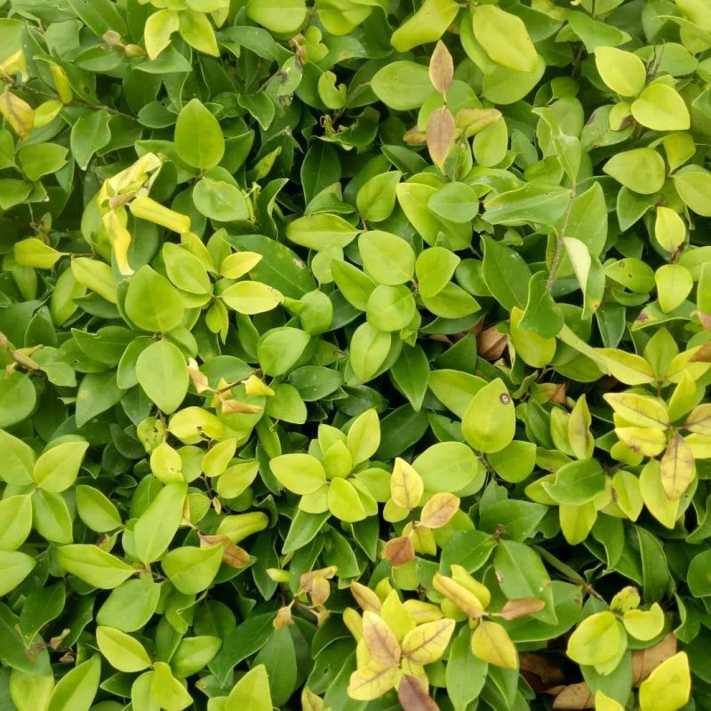 红叶石楠25---35