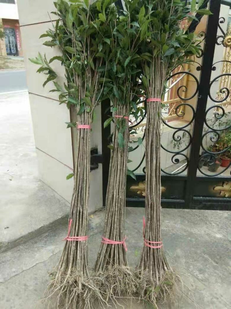 红叶石楠25---35