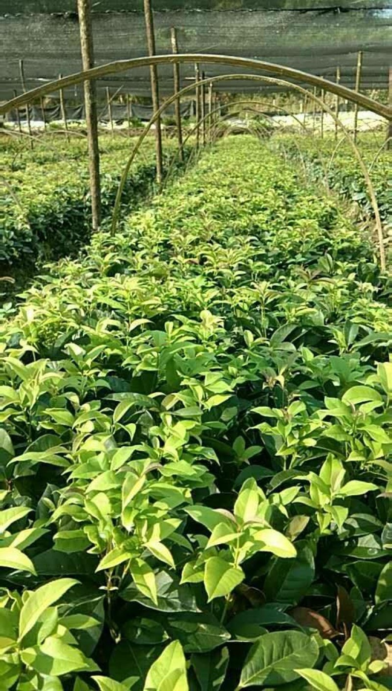 红叶石楠25---35