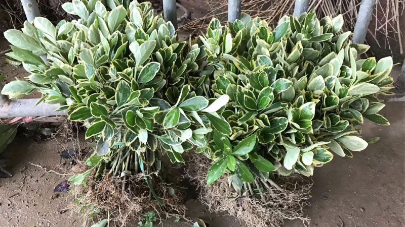 红叶石楠25---35