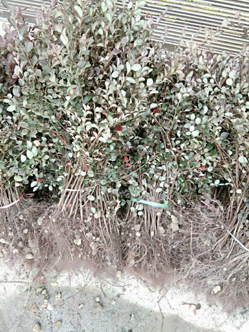 红叶石楠25---35
