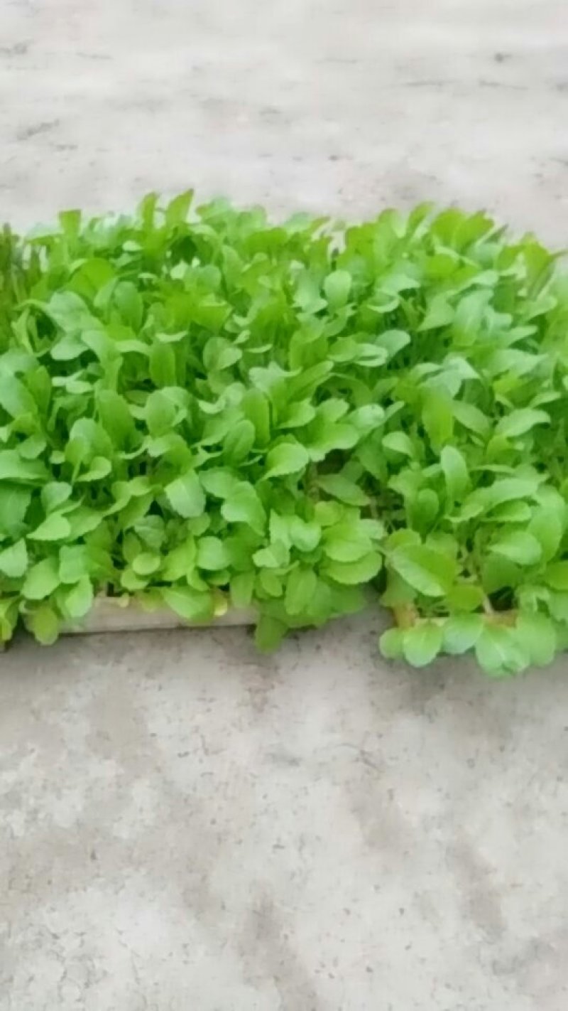 青菜苗，常年有货，老品种粉杆青菜，可制俺菜的那种