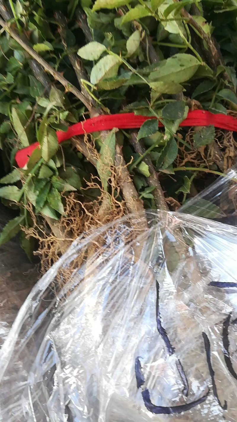 大红袍花椒苗