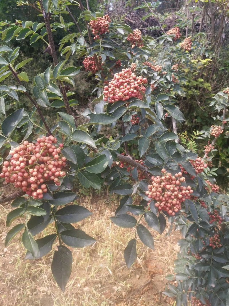 大红袍花椒苗