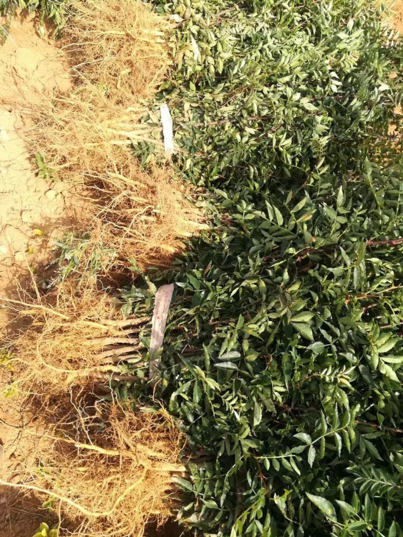 大红袍花椒苗