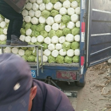 昌黎大白菜大量上市需要的联系