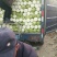昌黎大白菜大量上市需要的联系