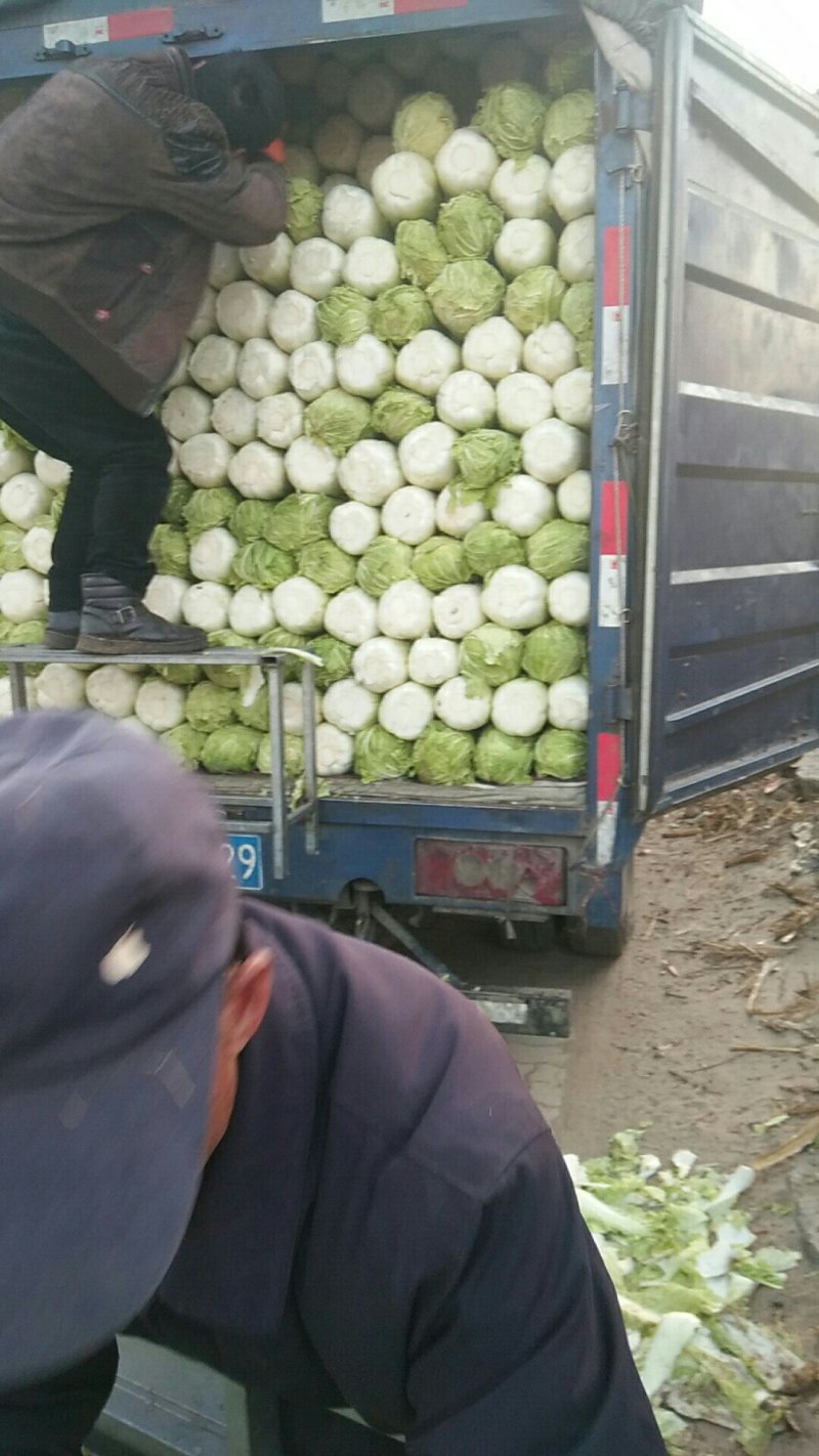 昌黎大白菜大量上市需要的联系