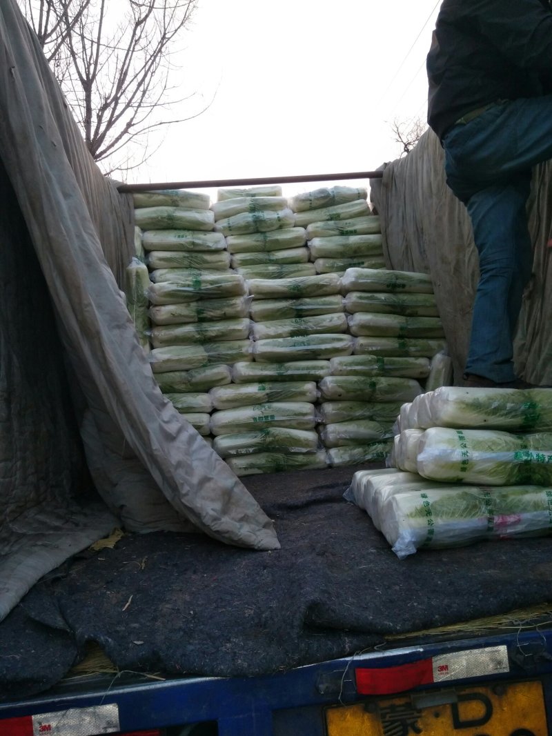 昌黎大白菜大量上市需要的联系