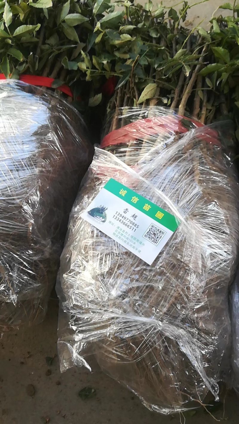 大红袍狮子头花椒苗