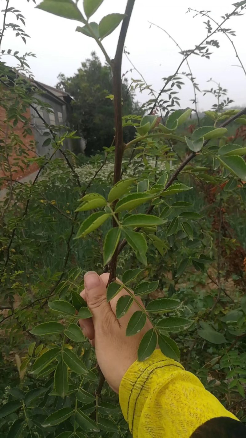 大红袍狮子头花椒苗