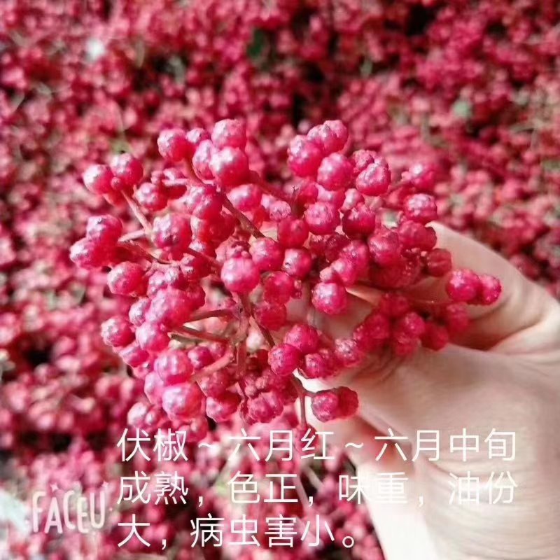 大红袍狮子头花椒苗