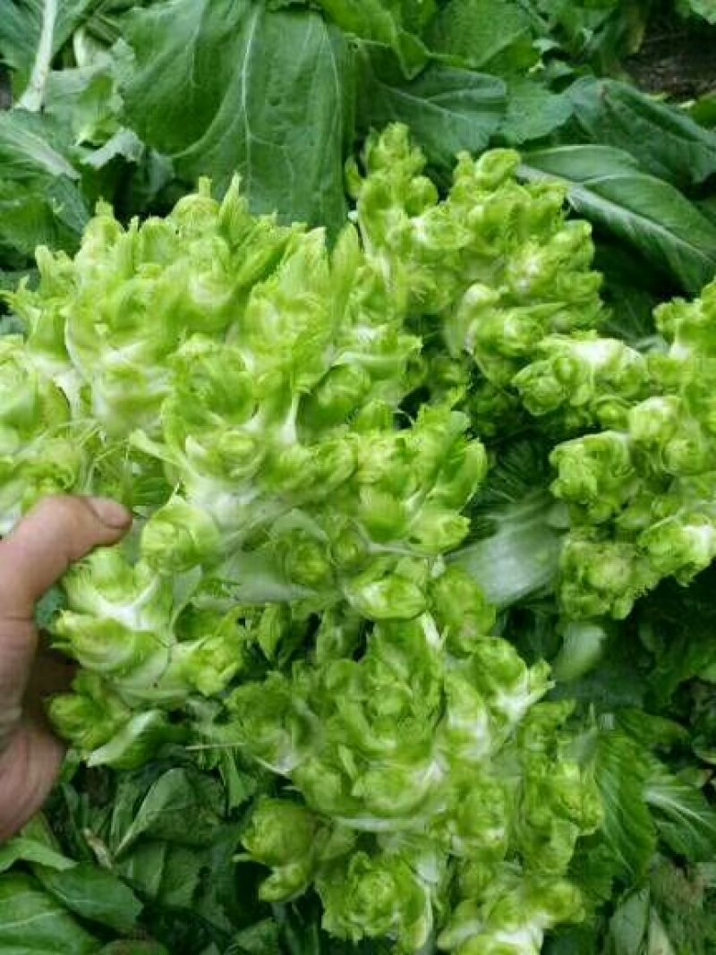 儿菜，长期供货