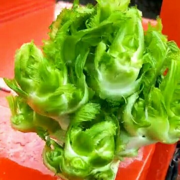 儿菜，长期供货