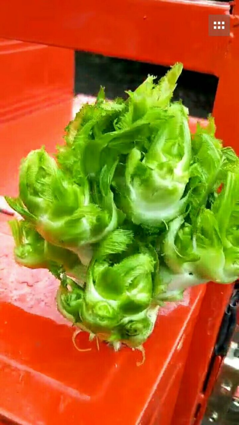 儿菜，长期供货