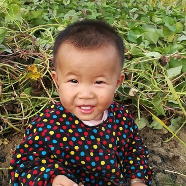 紫罗兰，规格一两以上。