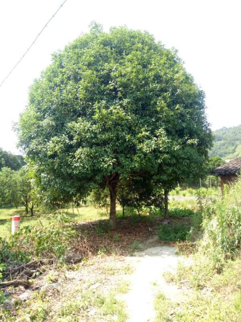 八月桂