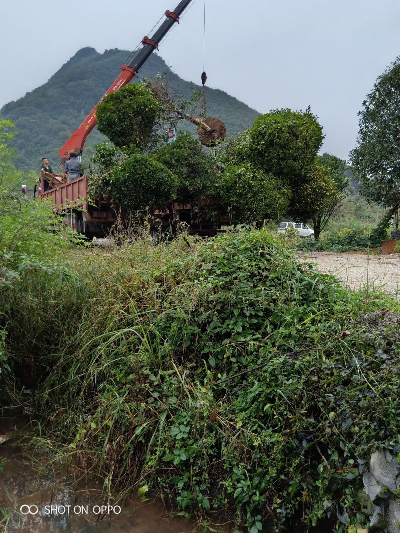 八月桂