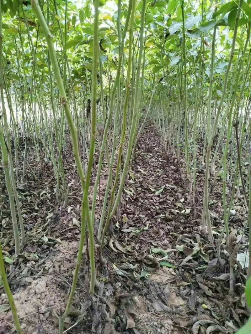 核桃苗，薄壳香核桃树苗，现挖现发，根系发达保证成活