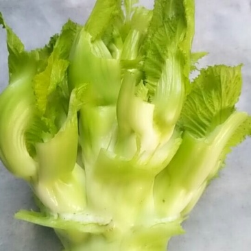 早儿菜以上市