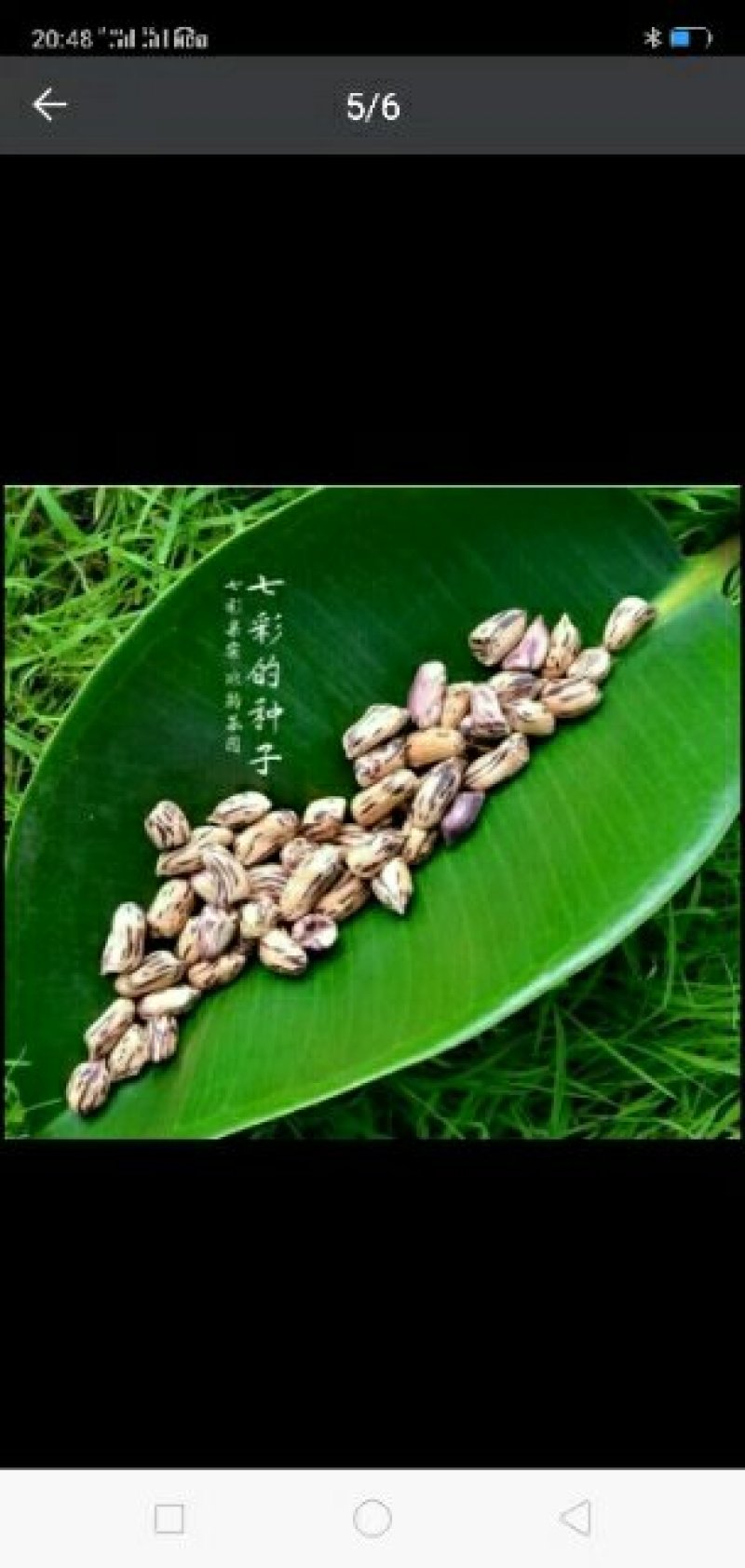 云南七彩水果花生