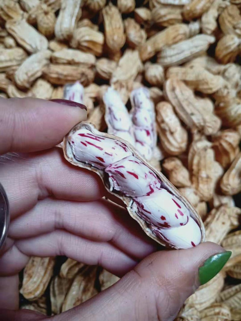 云南七彩水果花生