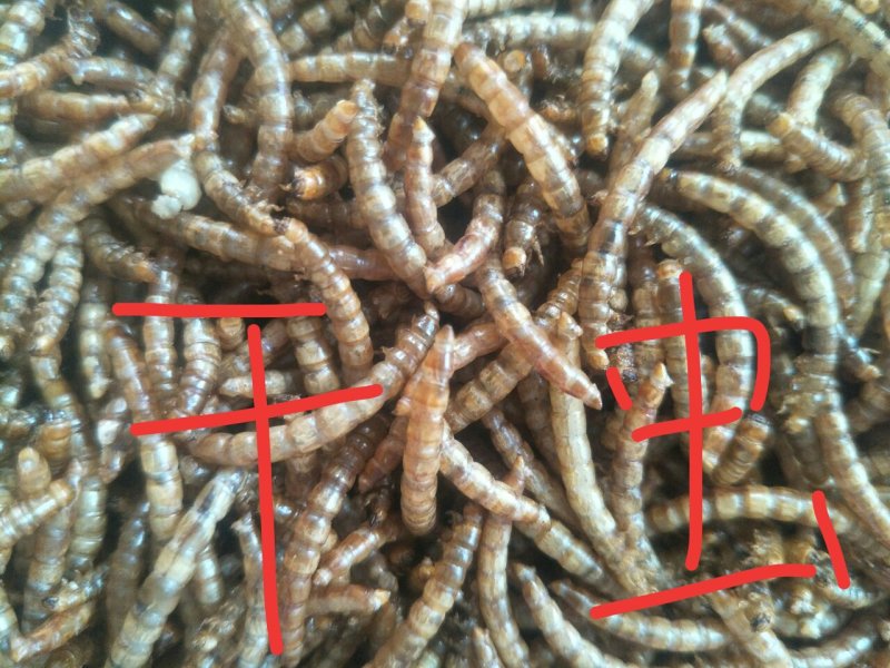 黄粉虫，面包虫