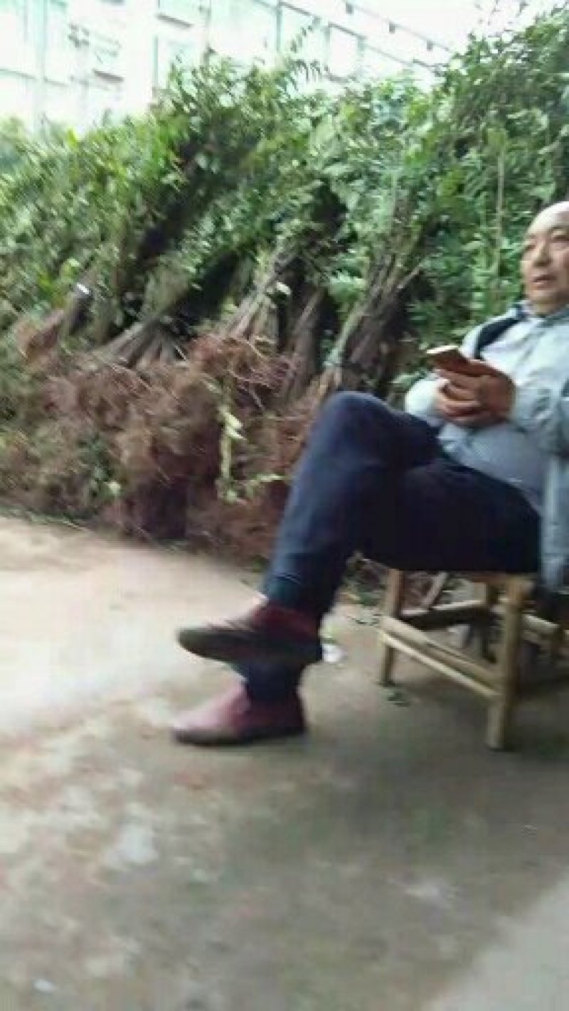 四川正宗红油香椿苗