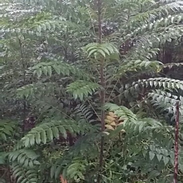 四川正宗红油香椿苗