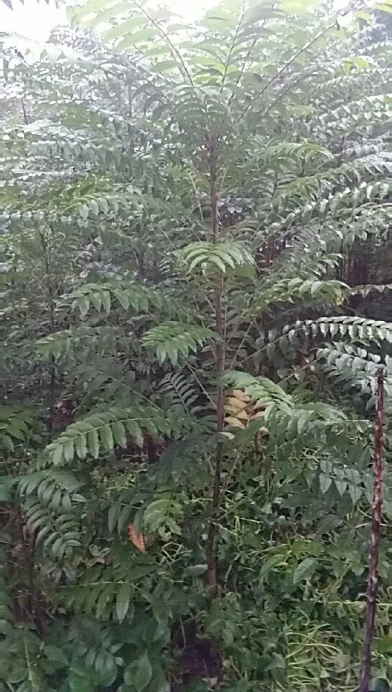 四川正宗红油香椿苗