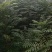 四川正宗红油香椿苗