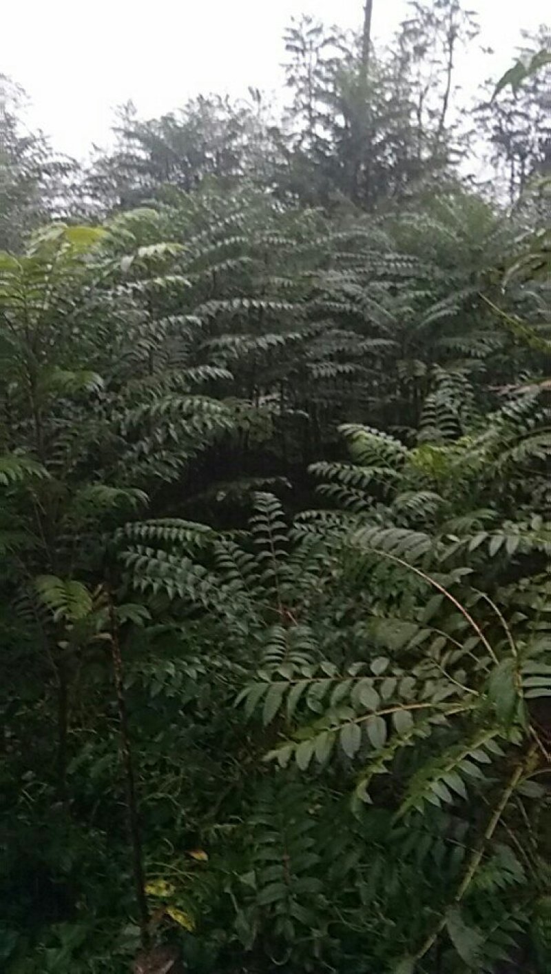 四川正宗红油香椿苗