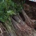 四川正宗红油香椿苗