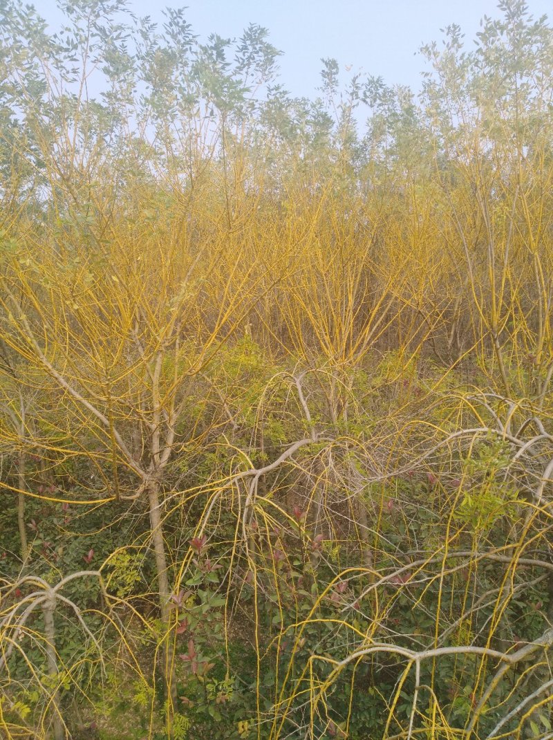国槐，大叶女贞，桂花，金丝垂槐