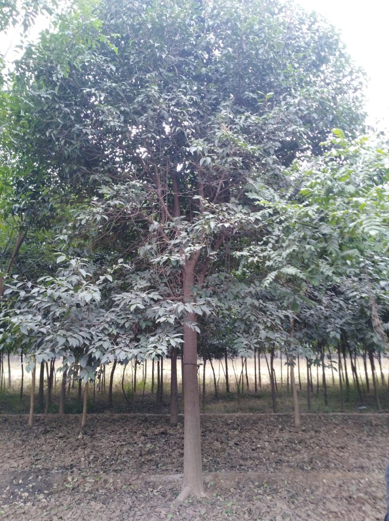 国槐，大叶女贞，桂花，金丝垂槐