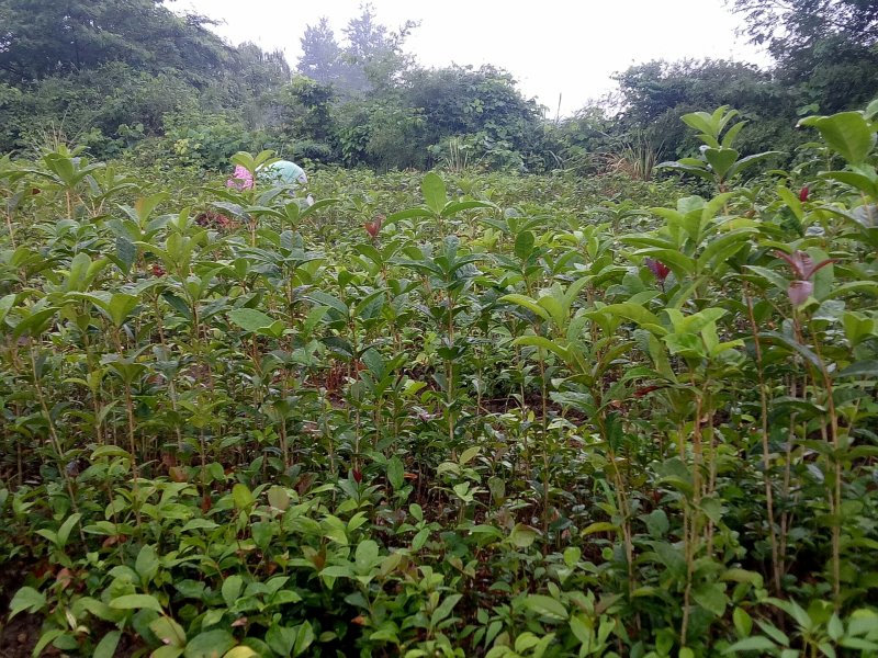 【优选】桂花八月桂金桂苗桂花树苗桂花树苗自家育苗